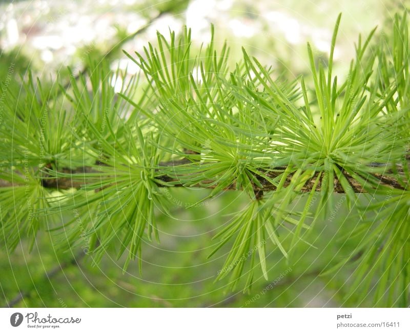 Lärchenzweig Umwelt Natur Pflanze Grünpflanze stachelig grün frisches grün Zweig Tannennadel Farbfoto mehrfarbig Außenaufnahme Detailaufnahme Textfreiraum oben