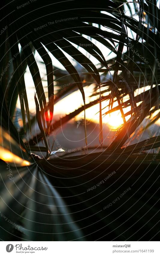 Aus dem Dschungel III Umwelt Natur ästhetisch Sonne Sonnenuntergang Sonnenlicht Sonnenstrahlen Urwald Unterholz Palme Palmenwedel Süden mediterran