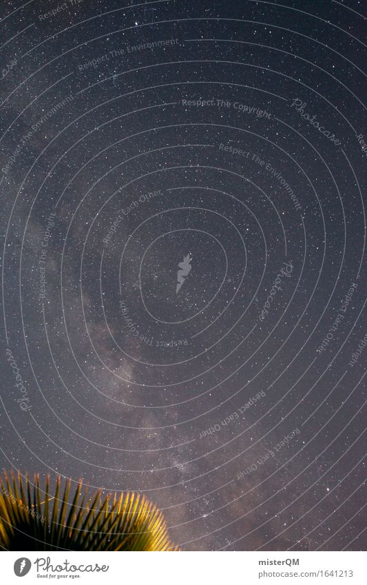 Kosmisch Ruhe. Natur Urelemente Wolkenloser Himmel ästhetisch Sternenhimmel Stern (Symbol) sternenklar Sternenzelt Sternenhaufen Milchstrasse Palme Palmenwedel