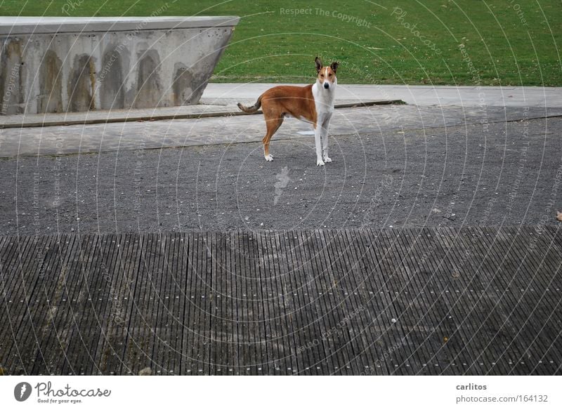 wuff Farbfoto Gedeckte Farben Außenaufnahme Textfreiraum rechts Tag Zentralperspektive Weitwinkel Tierporträt Blick in die Kamera Gras Park Menschenleer