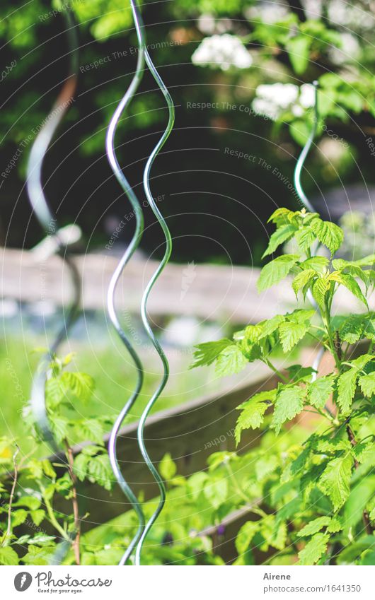 Zaun.Winden Freizeit & Hobby Garten Häusliches Leben Sommer Schönes Wetter Pflanze Nutzpflanze Beerensträucher Himbeerbusch Beet drehen Wachstum Erfolg