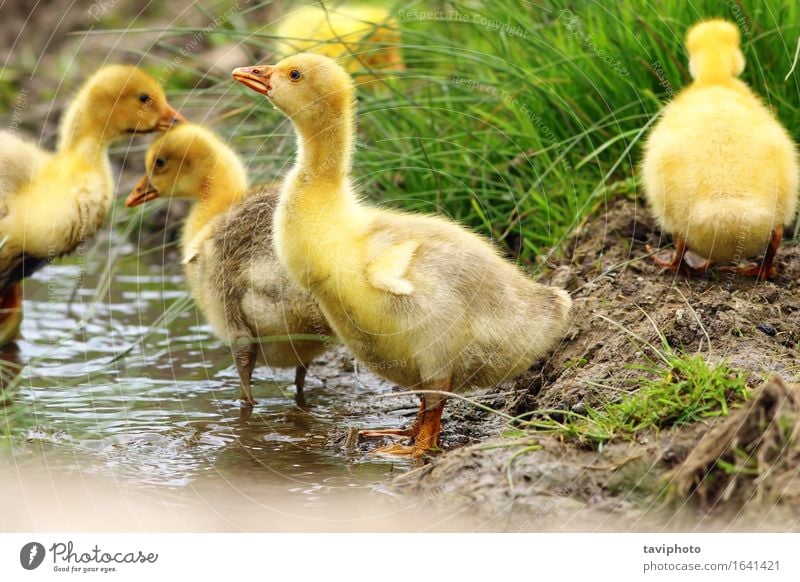 süße gelbe Gänseleber trinken schön Leben Baby Natur Tier Frühling Gras Teich Fluss Vogel klein lustig niedlich grün Gössel Schwarm jung Bauernhof