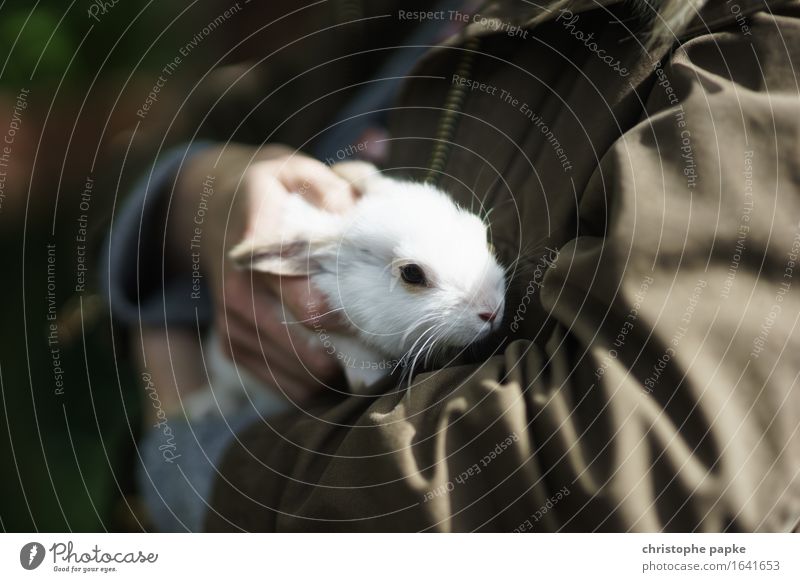 Frohes Hasenfest! Tier Haustier Tiergesicht Fell 1 Tierjunges festhalten kuschlig niedlich Tierliebe Streicheln Hase & Kaninchen weiß Ostern Kuscheln Farbfoto