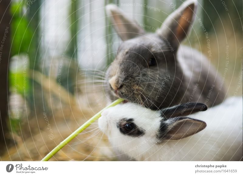 Kaninchenlunch Tier Haustier Tiergesicht Fell Streichelzoo 2 Tierjunges Fressen füttern Fröhlichkeit kuschlig niedlich Zufriedenheit Zusammensein Tierliebe