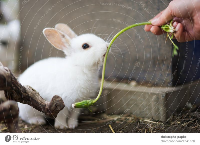 Misses Greenmnjamm Garten Hand Tier Haustier Tiergesicht 1 füttern Neugier niedlich Tierliebe Hase & Kaninchen Stall außengehege weiß Farbfoto Außenaufnahme