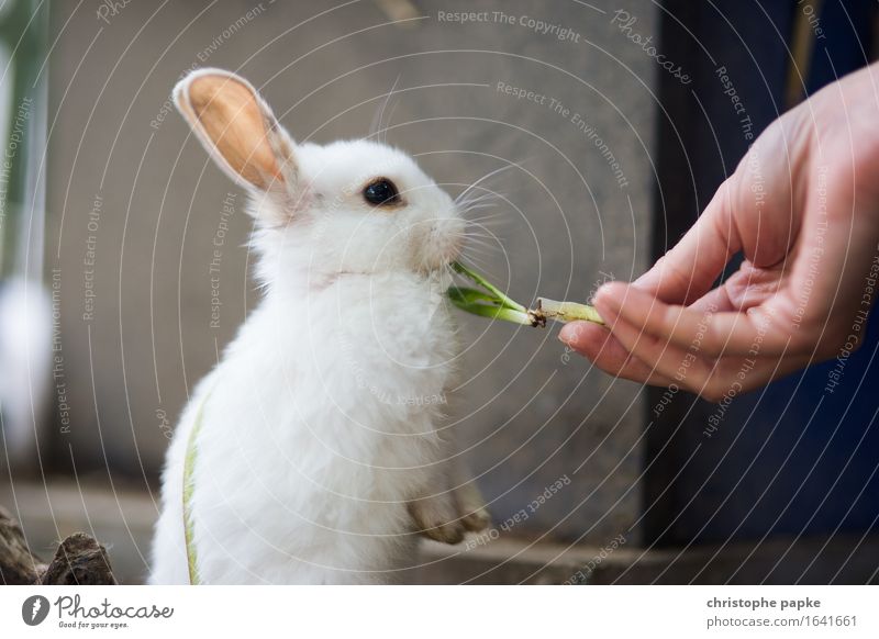 Knabberhäschen Tier Haustier Tiergesicht Fell Hase & Kaninchen 1 Tierjunges füttern niedlich Tierliebe Essen Grünpflanze weiß kuschlig Farbfoto Außenaufnahme