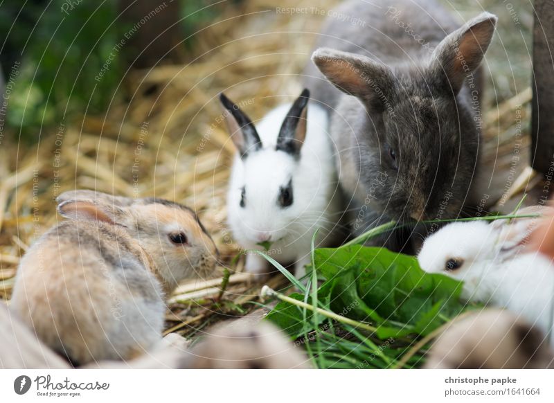 Darum liegt da Stroh Tier Haustier Hase & Kaninchen Tiergruppe Fressen niedlich Tierliebe Essen Stall füttern Ostern Heu Farbfoto Außenaufnahme Nahaufnahme