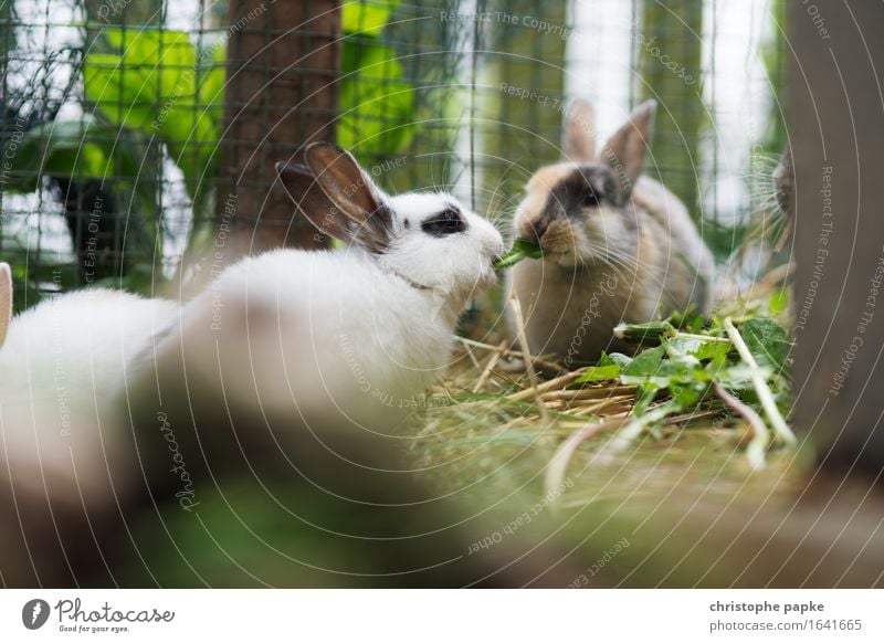 Zwei Zweigkaninchen knabbern an Heu in Stall Tier Haustier Tiergesicht Fell Streichelzoo 2 Tierpaar Fressen niedlich Sympathie Freundschaft Zusammensein Liebe