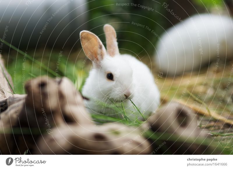 Zufrieden mümmelnd Garten Pflanze Gras Tier Haustier Tiergesicht Fell Hase & Kaninchen 1 2 Tierjunges genießen frisch niedlich außengehege Fressen Farbfoto