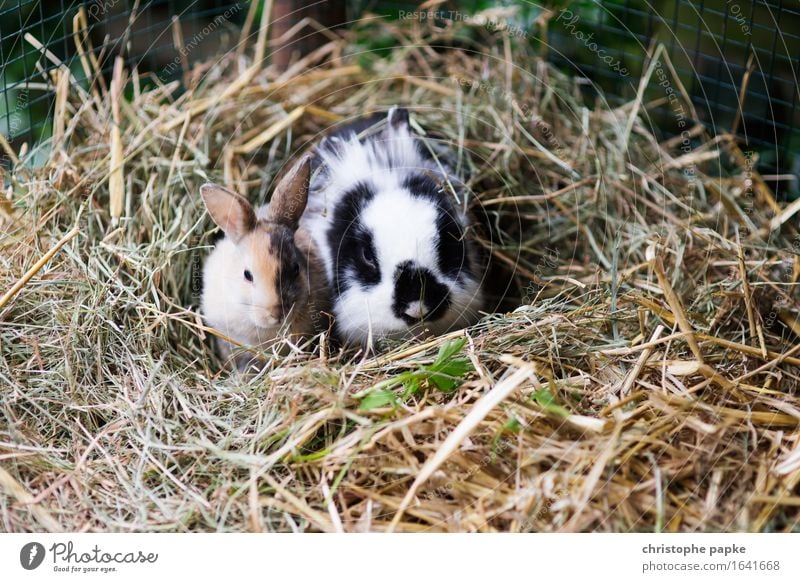 Lazy Hasi Sunday Tier Haustier Tiergesicht Fell Zoo Streichelzoo Hase & Kaninchen 2 Tierpaar Tierjunges beobachten hocken sitzen niedlich Zufriedenheit Ostern