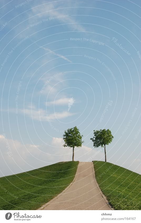 Zweisam Farbfoto Außenaufnahme Textfreiraum oben Tag Sonnenlicht Froschperspektive Totale Landschaft Tier Himmel Wolken Horizont Sommer Schönes Wetter Baum Gras