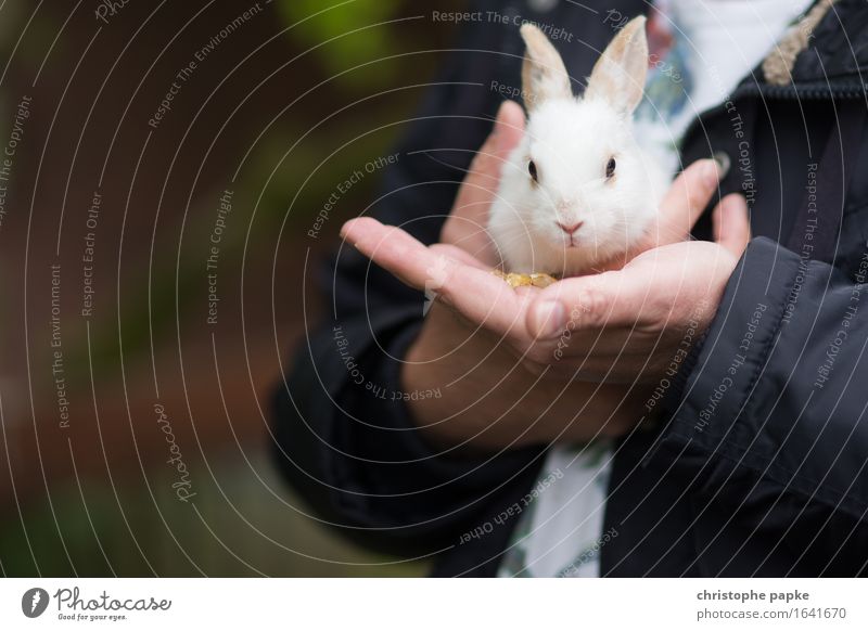 Eine handvoll Hase Garten maskulin Tier Haustier Tiergesicht Fell Streichelzoo Hase & Kaninchen 1 Tierjunges festhalten tragen kuschlig niedlich Tierliebe