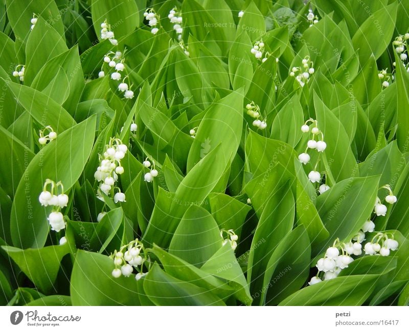 Maiglöckchenfeld Blume Blatt Spitze viele grün weiß mehrere Glocke Farbfoto mehrfarbig Außenaufnahme Detailaufnahme Vogelperspektive