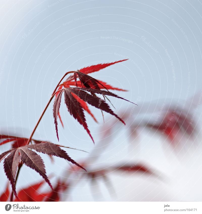 Japanese Maple Tree Farbfoto Außenaufnahme Textfreiraum oben Tag Starke Tiefenschärfe Natur Wolkenloser Himmel Frühling Schönes Wetter Pflanze Blatt Park hell