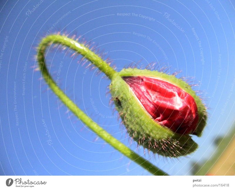 Mohnblüte in Entwicklung Himmel blau grün rot aufmachen Stengel gekrümmt entfalten Hülle Farbfoto mehrfarbig Außenaufnahme Detailaufnahme Textfreiraum oben