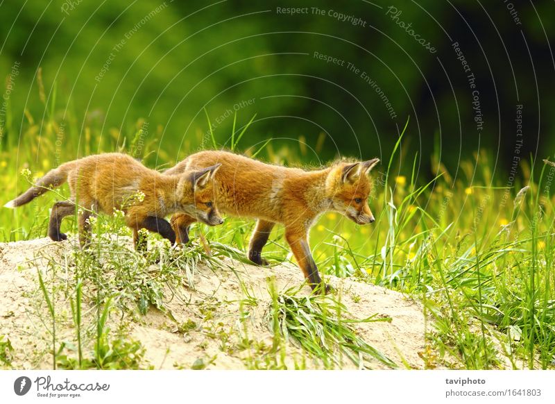 großer Bruder Fuchs Freude Glück schön Spielen Baby Familie & Verwandtschaft Freundschaft Kindheit Natur Tier alt Zusammensein klein nah niedlich wild rot