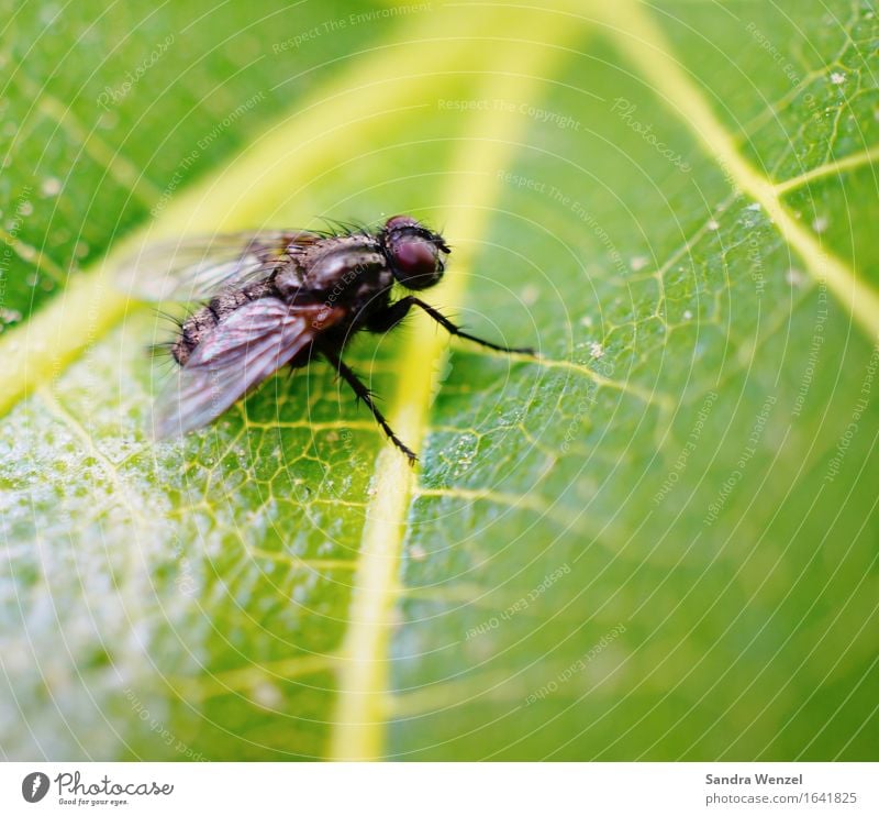 Stubenfliege Tier Fliege 1 beobachten fliegen Überleben Umwelt Umweltschutz Insekt Insektenschutz Flügel Blatt Blattgrün Außenaufnahme Nahaufnahme Makroaufnahme