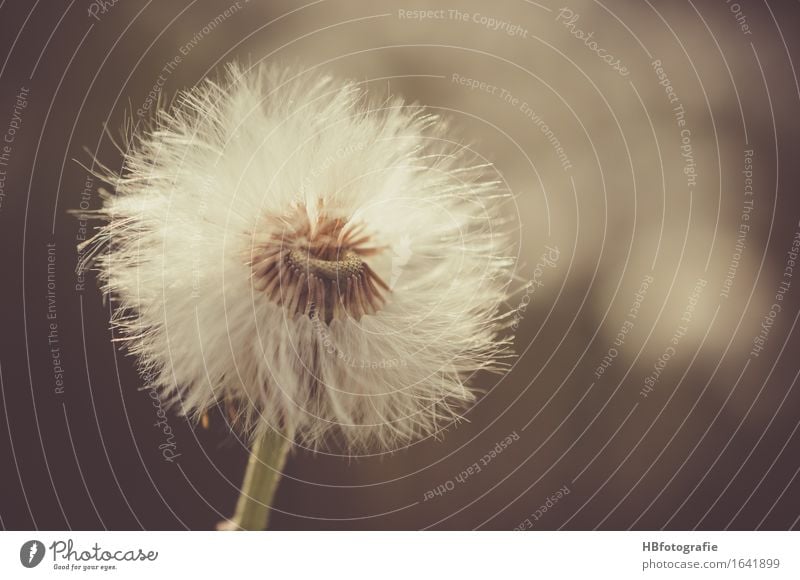 Pusteblume Natur Pflanze Blume Löwenzahn Romantik Traurigkeit Trauer Einsamkeit verträumt Samen Farbfoto Außenaufnahme Textfreiraum rechts Tag Unschärfe