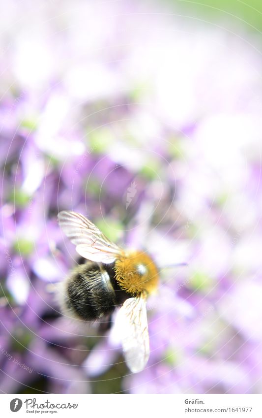 Summselbrummsel Umwelt Natur Pflanze Tier Frühling Sommer Blüte Garten Nutztier Wildtier Flügel Biene Hummel Insekt 1 Duft Wachstum natürlich grün violett rosa