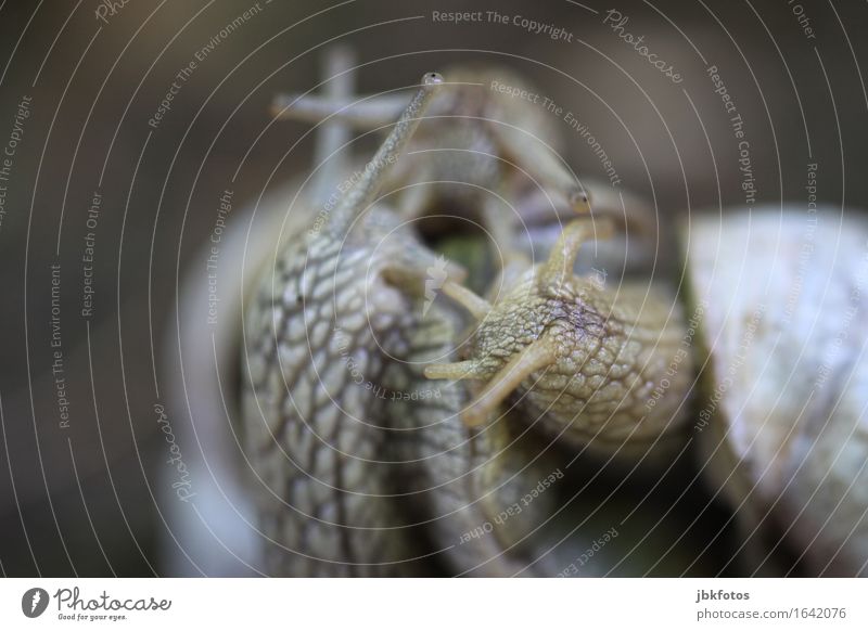 ein "nicht so" flotter 3er Lebensmittel Weinbergschnecken Ernährung Umwelt Natur Tier Wildtier Schnecke Tiergruppe Bewegung Fühler Schleim schleimig Auge Haus