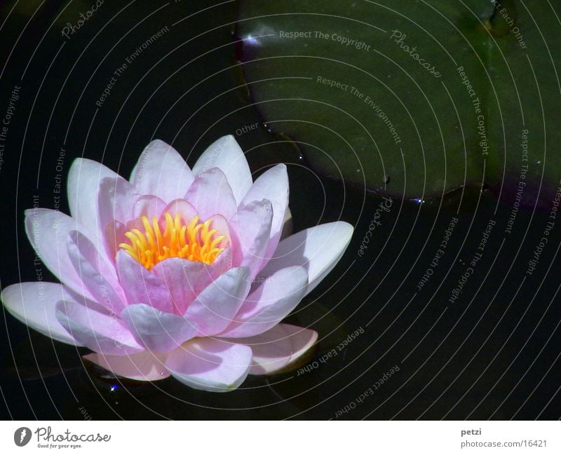 Seerosenpracht Wasser Blatt Blüte Teich gelb rosa Seerosenblatt offen entfalltet Farbfoto mehrfarbig Außenaufnahme Detailaufnahme Textfreiraum links