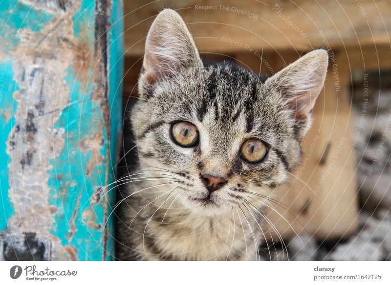 Brown eyed Tabby Kätzchen Tier Haustier Katze Tierjunges Holz Blick klein niedlich braun gelb gold türkis Katzenbaby offen anschauend gestreift breit