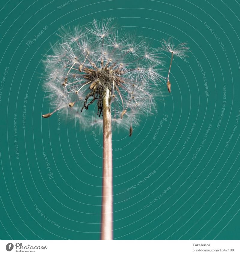 Pusteblume Nr 1241 Natur Pflanze Himmel Schönes Wetter Wind Blume Löwenzahn Garten Bewegung dehydrieren Wachstum schön türkis weiß Frühlingsgefühle bescheiden