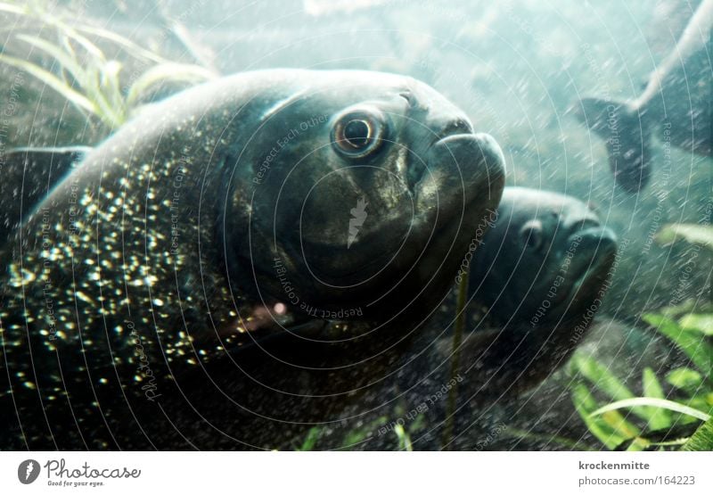 Little fish. big fish. swimming in the water. Farbfoto Unterwasseraufnahme Bewegungsunschärfe Tierporträt Wasser Fisch Schuppen Aquarium 3 Tiergruppe kalt Blase