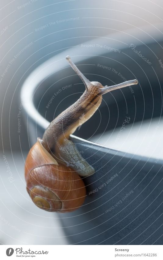 Oder doch da lang? Natur Tier Frühling Schnecke 1 krabbeln klein nass Gelassenheit geduldig ruhig Schneckenhaus Ecke Schalen & Schüsseln langsam Farbfoto