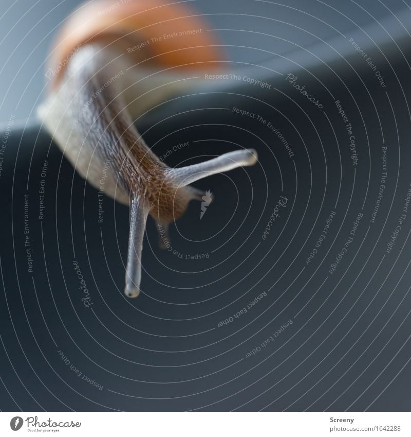 Hey da unten... Natur Tier Schnecke 1 krabbeln klein Gelassenheit geduldig Schnee langsam Auge schleimig Farbfoto Außenaufnahme Makroaufnahme Menschenleer