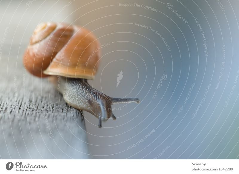 Da soll ich runter? Natur Tier Garten Schnecke 1 krabbeln klein braun Gelassenheit geduldig ruhig schleimig Schneckenhaus Höhe Höhenangst Ecke Farbfoto