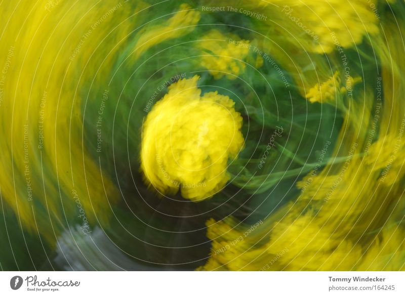 Schleudergang II Farbfoto Außenaufnahme abstrakt Bewegungsunschärfe Natur Pflanze Tier Frühling Sommer Sturm Blume Sträucher Grünpflanze Blühend drehen Duft