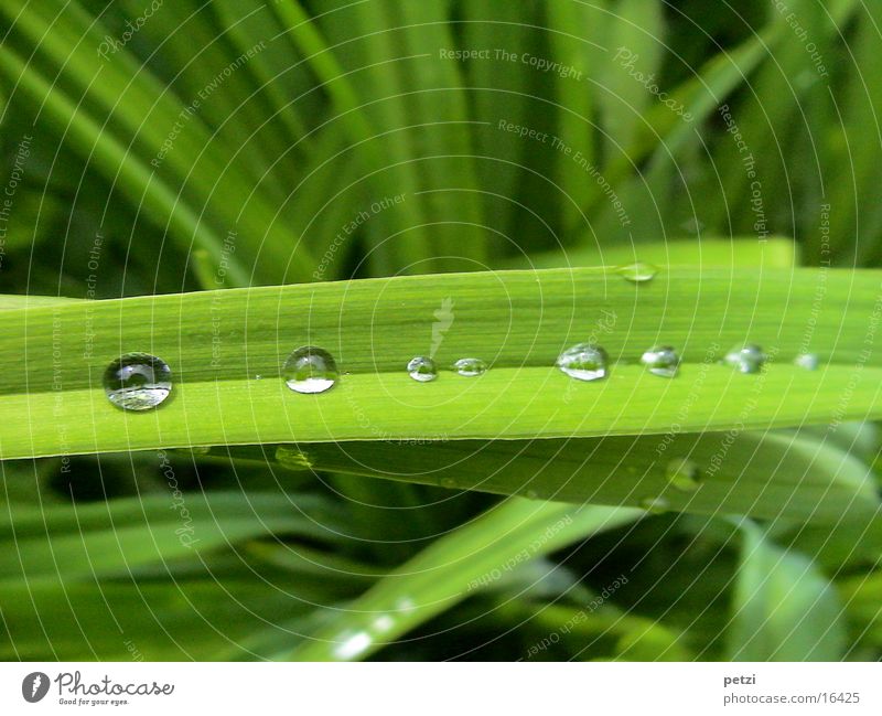 Auffangrinne Blatt Querblatt Wasserrinne Furche Regen Wassertropfen Reihe aufgefangen