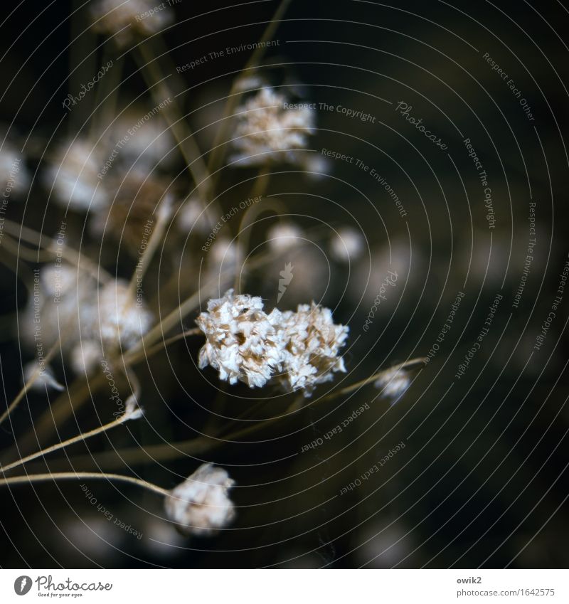 Ausgetrocknet Pflanze Blüte Gras Trockenpflanze Halm alt dehydrieren dünn zerbrechlich filigran Dekoration & Verzierung Farbfoto Gedeckte Farben Innenaufnahme