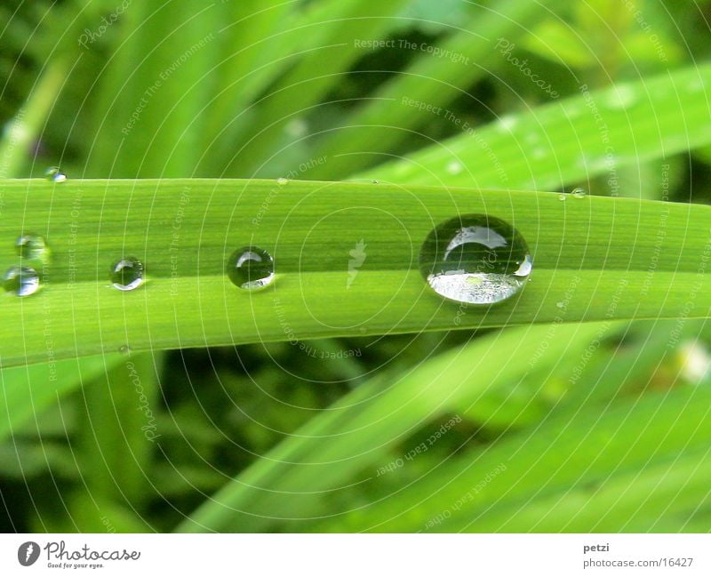 Tropf..., Tröpf..., Tröpfchen Seil Wassertropfen Regen Blatt grün Furche breit aufgefangen Farbfoto Außenaufnahme Detailaufnahme Makroaufnahme Menschenleer