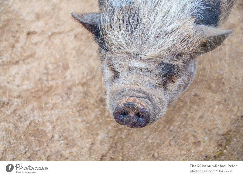 Piggy II Tier Nutztier braun grau schwarz weiß Borsten Schnauze Nase Ohr Übergewicht Speck Hängebauchschwein Sau dreckig Erde grauhaarig Farbfoto Außenaufnahme