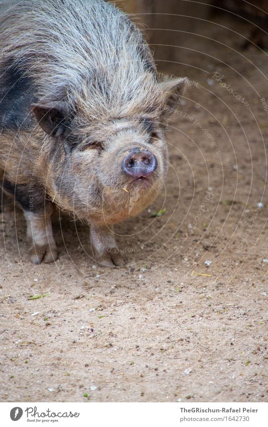 Piggy Tier Nutztier Fell 1 braun grau schwarz silber Borsten Sau Schwein dreckig Erde Übergewicht dick Schnauze Ohr tierisch herzlich unsportlich