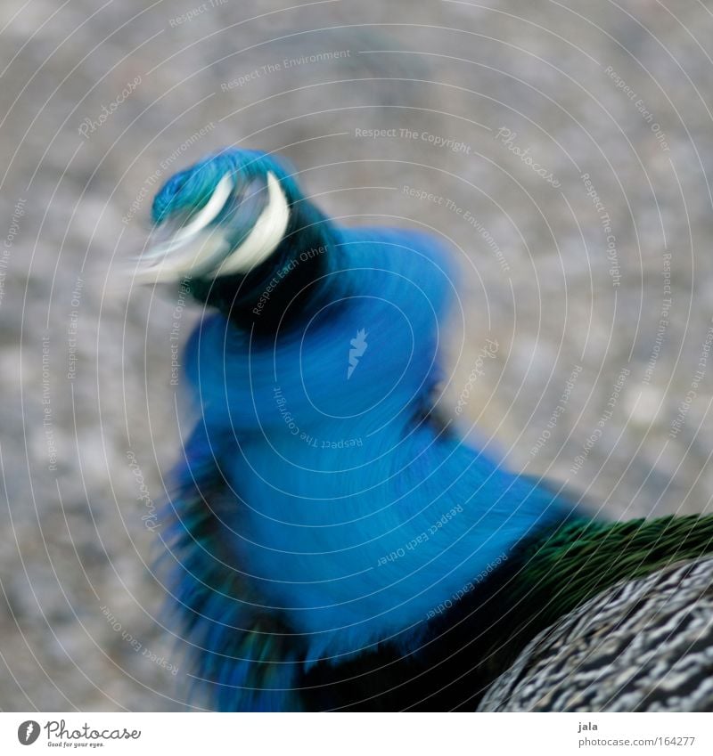 Shake It Baby Gedeckte Farben Außenaufnahme Menschenleer Tag Bewegungsunschärfe Tier Vogel Tiergesicht Flügel Zoo Pfau 1 schütteln Tanzen