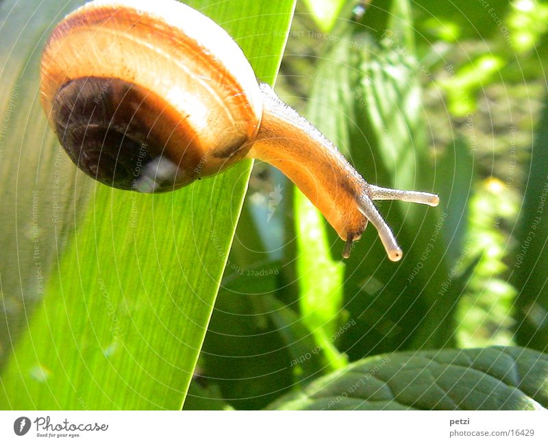 Guck mal da... Auge Blatt Schnecke grün Fühler Lichteinfall Schneckenhaus Farbfoto mehrfarbig Detailaufnahme Makroaufnahme Menschenleer Textfreiraum oben