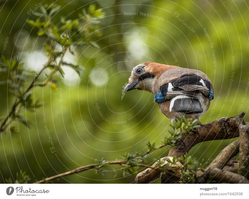 Eichelhäher Tier Wildtier Vogel Tiergesicht Flügel 1 beobachten Blick ästhetisch blau braun grün weiß Tierliebe Wachsamkeit Lebensfreude Neugier Farbfoto