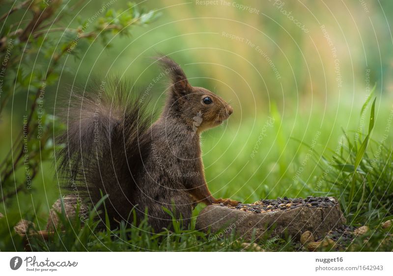 Eichhörnchen / Squirrel Natur Frühling Sommer Schönes Wetter Garten Tier Wildtier Tiergesicht Fell Pfote 1 Fressen füttern Freundlichkeit natürlich Neugier