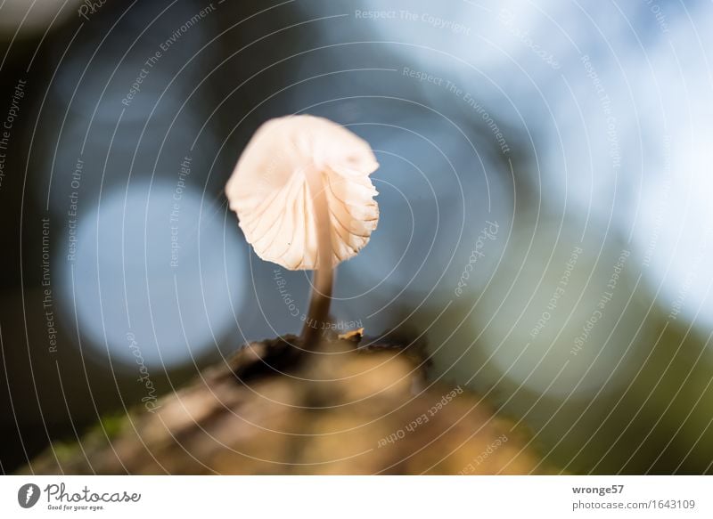 Solist II Natur Pflanze Herbst Wald klein Pilz Waldboden Gegenlicht Reflexion & Spiegelung Makroaufnahme einzeln Herbstbeginn bodennah Farbfoto Gedeckte Farben