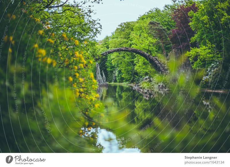 Rakotzbrücke Natur Pflanze Wasser Frühling Sommer Baum Grünpflanze Park Teich Brücke Architektur beobachten Blühend Duft gehen wandern Steinbrücke Farbfoto