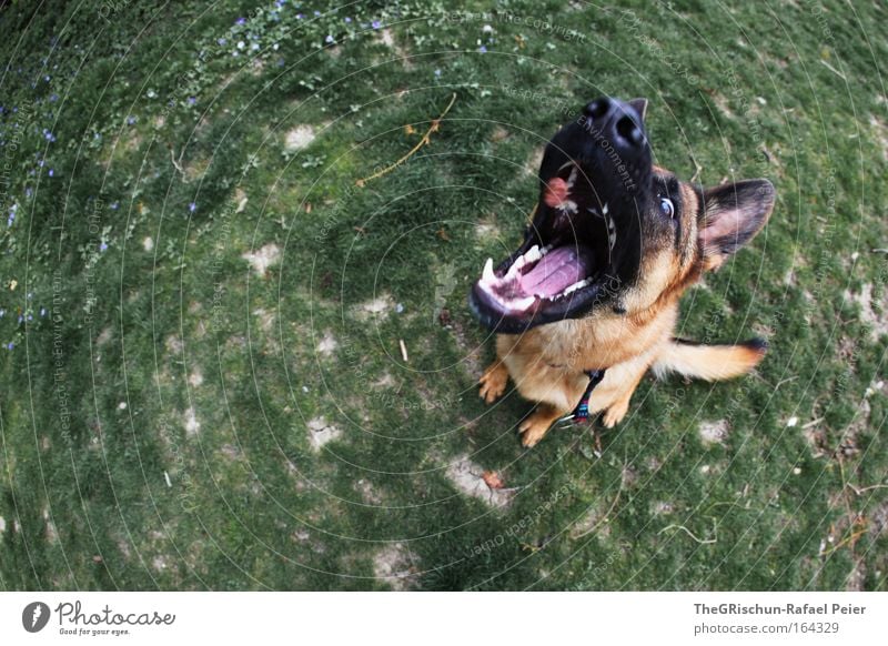 Hungry Dog Farbfoto Außenaufnahme Luftaufnahme Tag Dämmerung Bewegungsunschärfe Vogelperspektive Tier Erde Haustier Nutztier Wildtier Hund 1 fangen Fressen