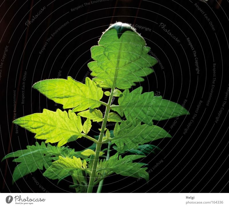 mit Beleuchtung... Farbfoto Außenaufnahme Detailaufnahme Menschenleer Hintergrund neutral Tag Licht Schatten Kontrast Gegenlicht Gartenarbeit Natur Pflanze