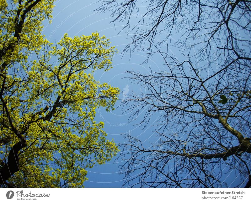 (W)Irrungen der Natur Farbfoto Außenaufnahme Strukturen & Formen Menschenleer Tag Schatten Kontrast Sonnenlicht Froschperspektive Umwelt Pflanze Luft Himmel