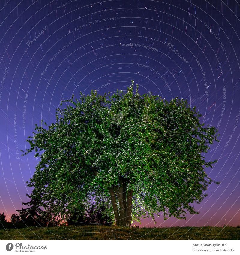 Über allen Gipfeln ist Ruh' ruhig Umwelt Natur Landschaft Pflanze Himmel Wolkenloser Himmel Nachthimmel Stern Horizont Frühling Baum Blüte Birnbaum Obstbaum