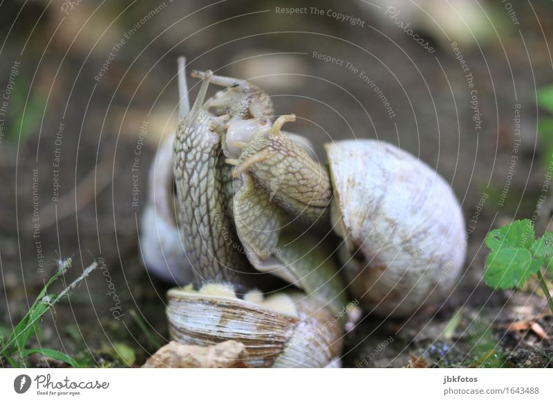 Nächstenliebe / der Kleingärtner Lebensmittel Ernährung Tier Nutztier Wildtier Schnecke Weinbergschnecken 3 einzigartig kalt Mitgefühl kleingärtner