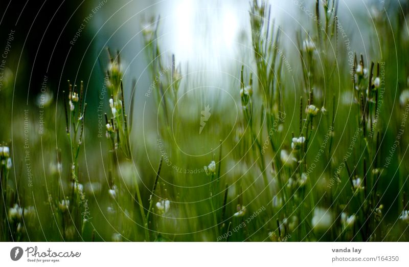 IIIIIIIIIIIIIII Farbfoto Gedeckte Farben Außenaufnahme Nahaufnahme Makroaufnahme Menschenleer Starke Tiefenschärfe Umwelt Pflanze Frühling Blume Blüte