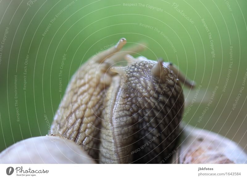 schleimige Umarmung Lebensmittel Ernährung Umwelt Natur Tier Nutztier Schnecke Weinbergschnecken 3 kalt lecker Fortpflanzung Zwitter Schleim Schleimer